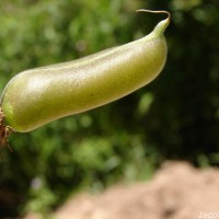 Crotalaria micans Link